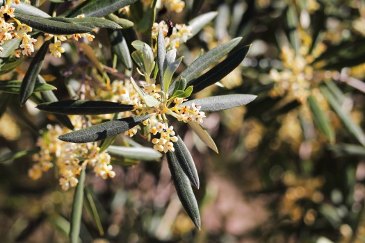 enfarna, flor de oliveira, primavera, verão